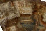 Polished, Petrified Wood (Araucaria) Slab - Madagascar #183264-1